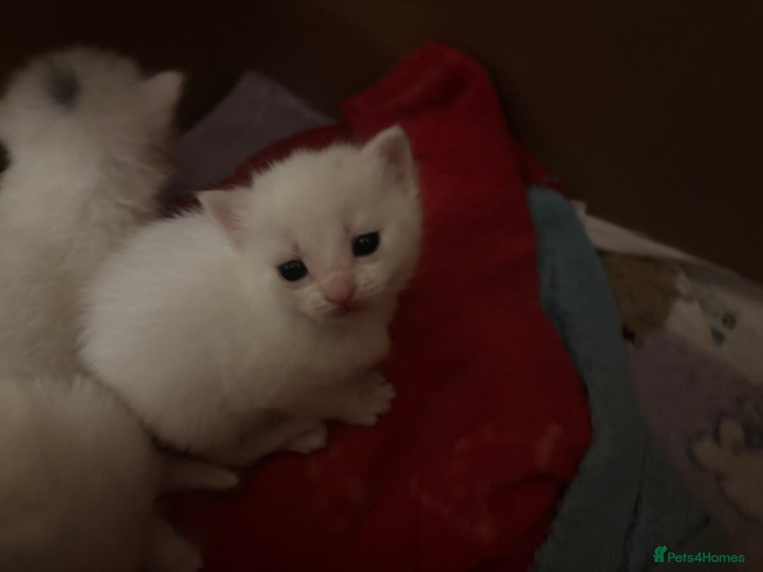 Mixed Breed cats for sale: 7 white kittens READY ASAP - Advert 17