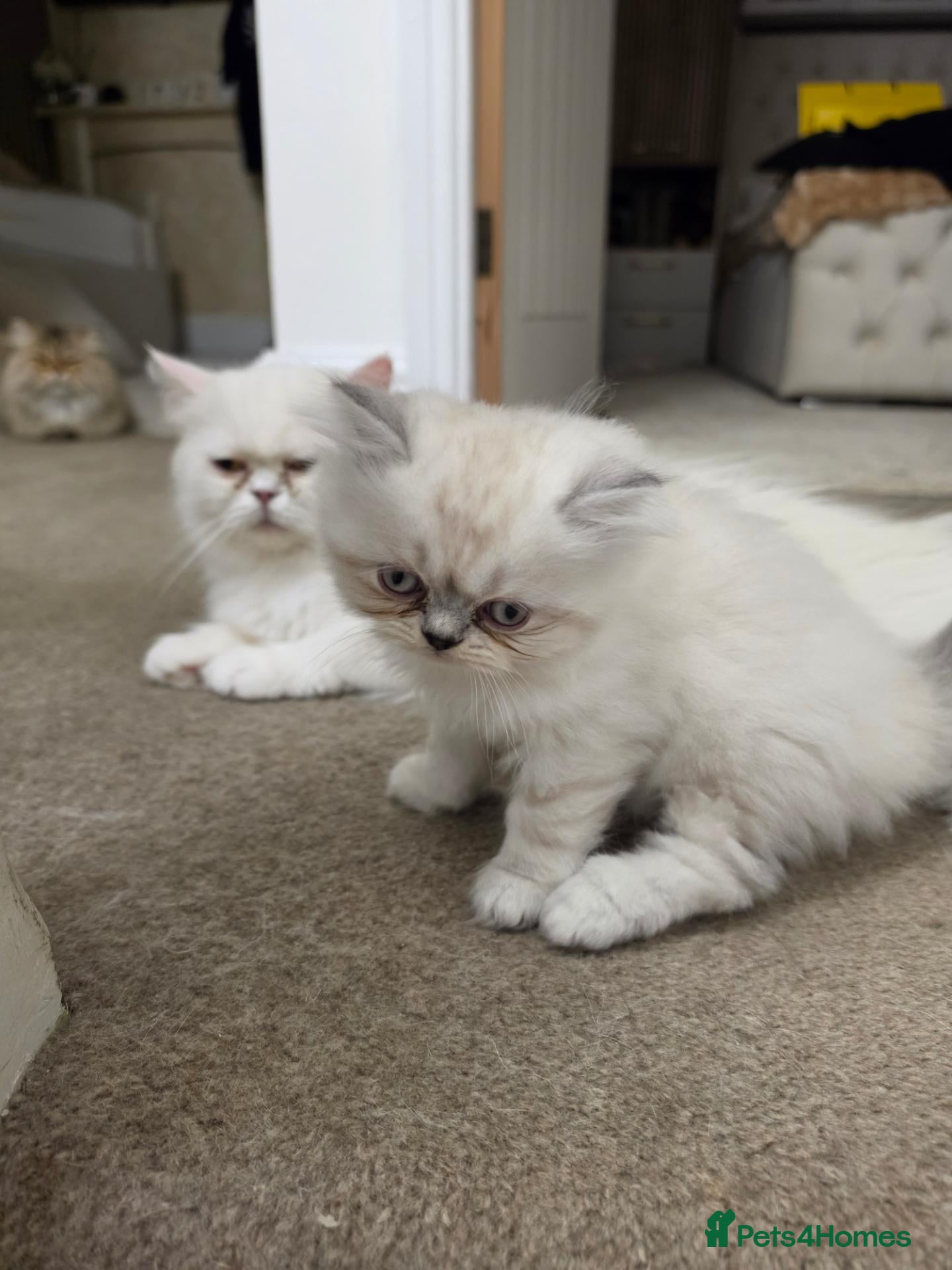 Persian cats Beautiful persian kittens  - Advert 1
