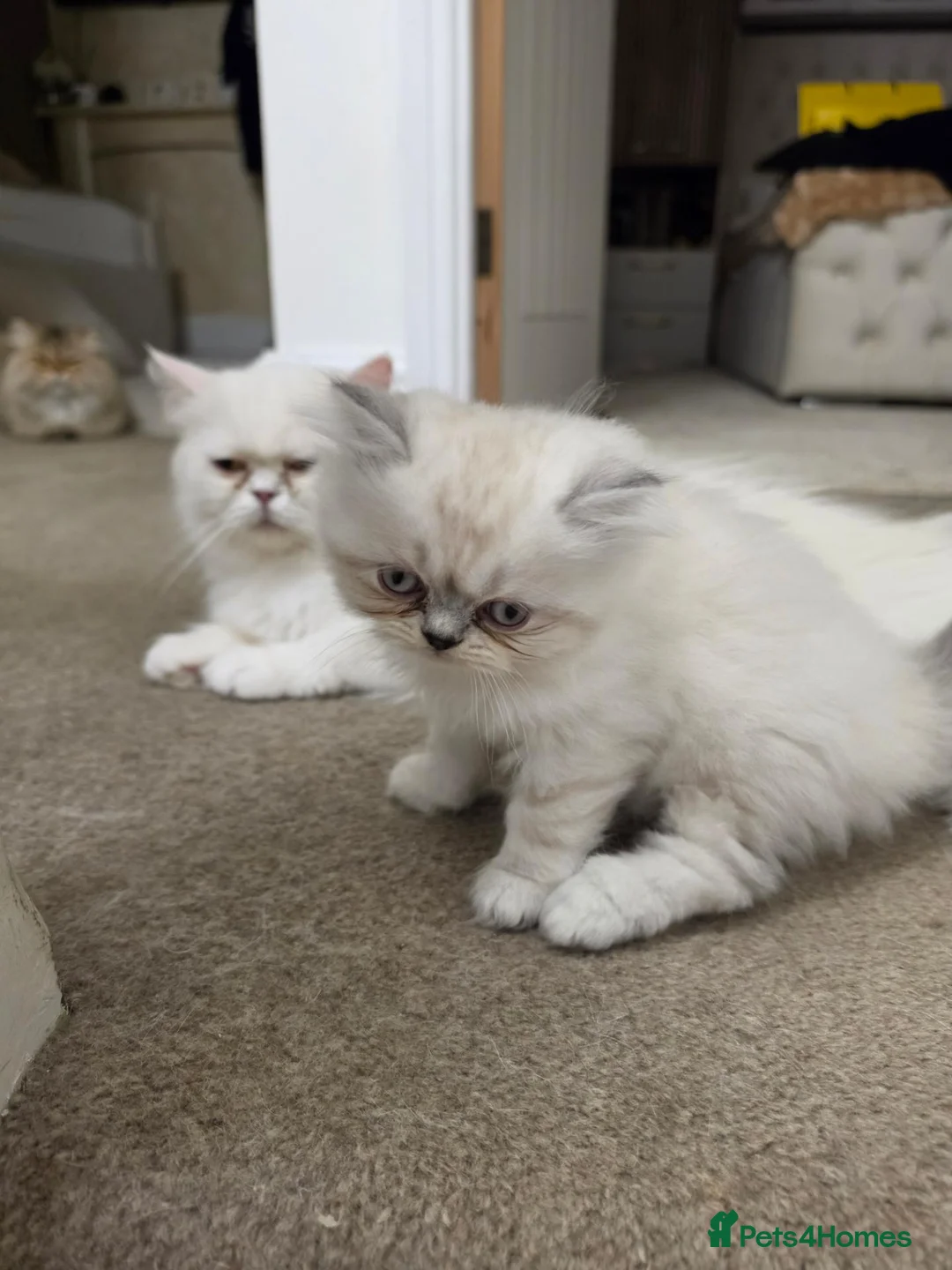Persian cats for sale: Beautiful persian kittens  - Advert 1