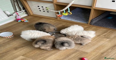Pomeranian dogs - Advert 1