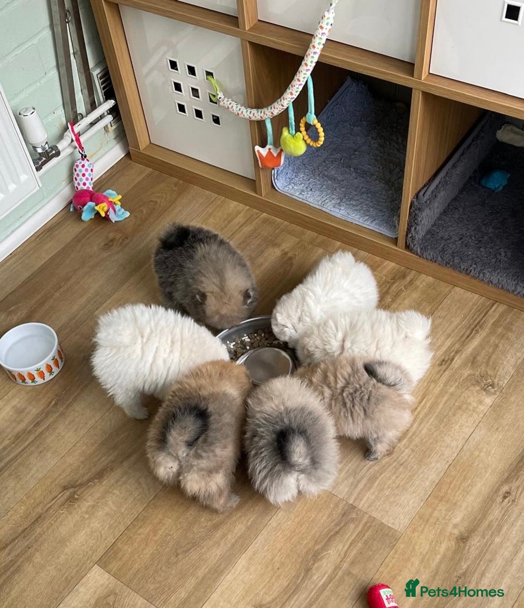 Pomeranian dogs for sale: Amazing Pom puppies from Five Star breeder  - Image 3