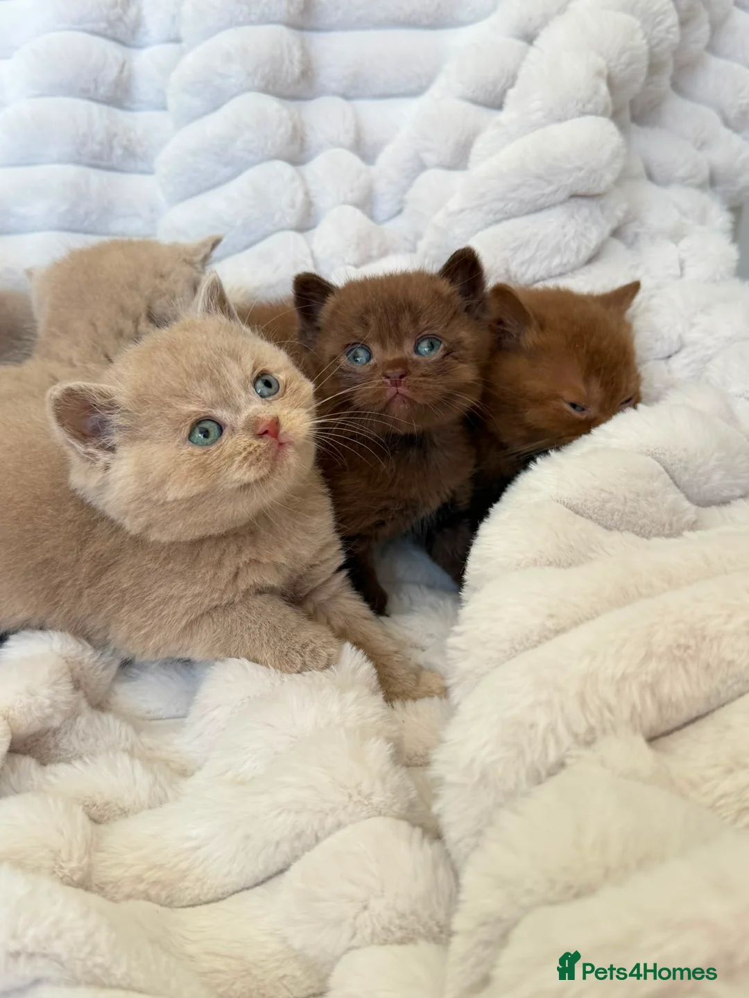 British Shorthair cats for sale: STUNNING GCCF READY TO LEAVE BSH KITTENS - Advert 1
