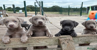 Labrador Retriever dogs - Advert 2