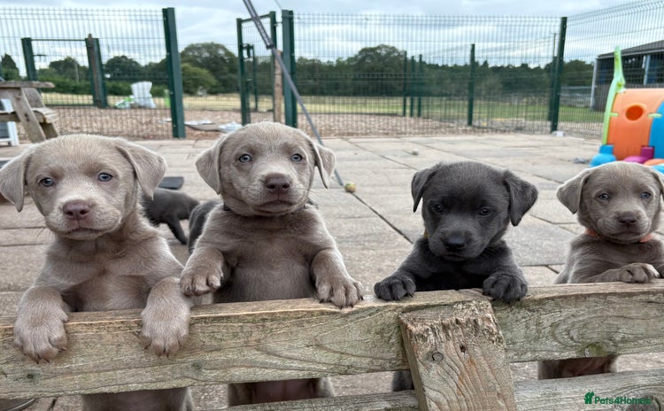 Labrador Retriever dogs - Advert 10