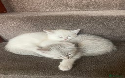 British Shorthair cats for sale: 4 Beautiful British short hair & Ragdoll kittens - Image 12
