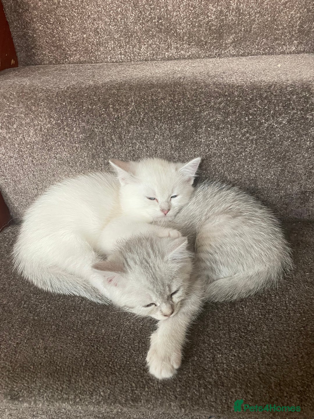 British Shorthair cats for sale: 4 Beautiful British short hair & Ragdoll kittens - Image 12