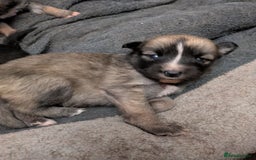 Shepsky dogs for sale: 7 Beautiful Shepsky pups for sale (3 boys 4 girls) - Image 9