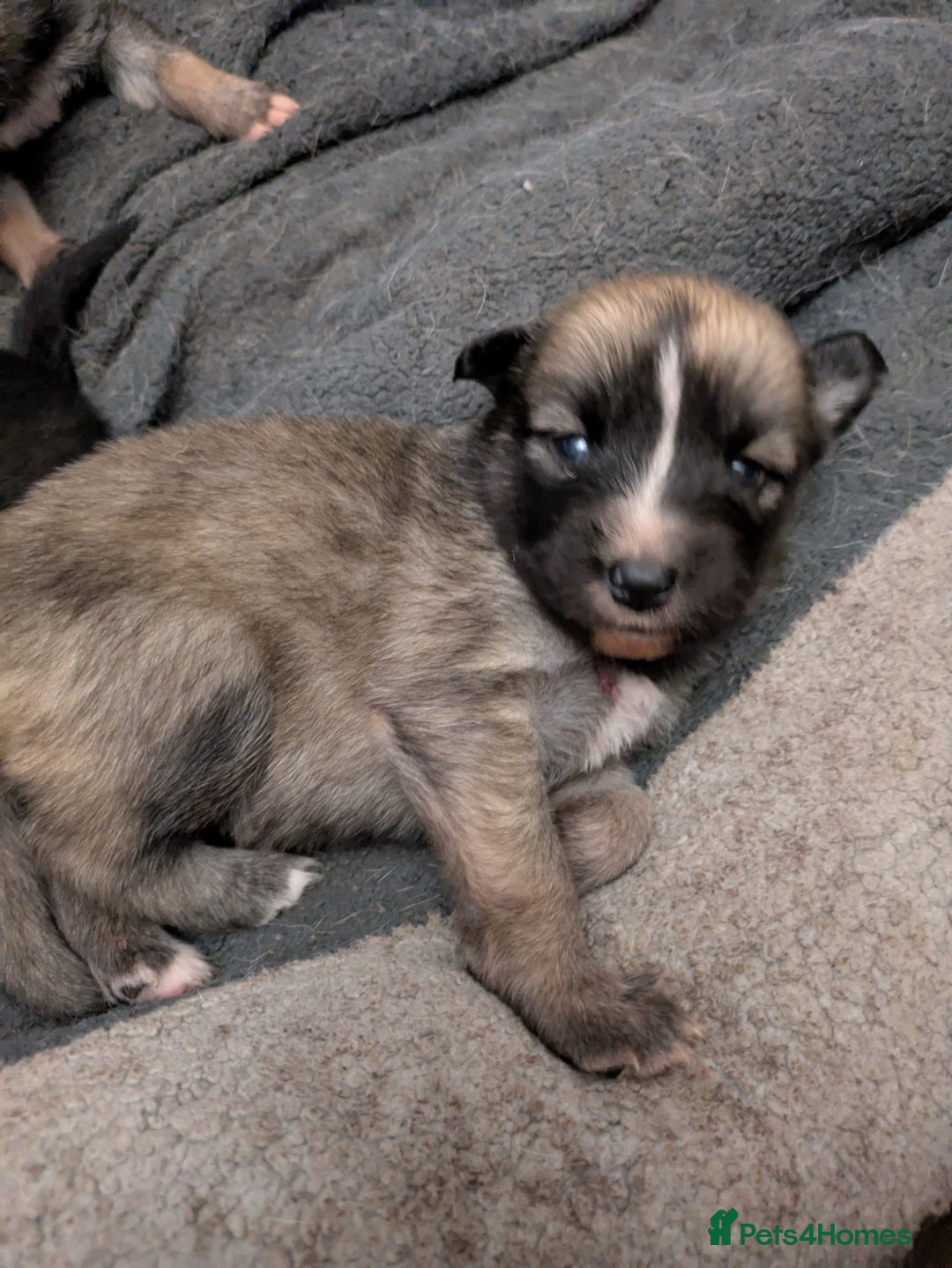 Shepsky dogs for sale: 7 Beautiful Shepsky pups for sale (3 boys 4 girls) - Image 9