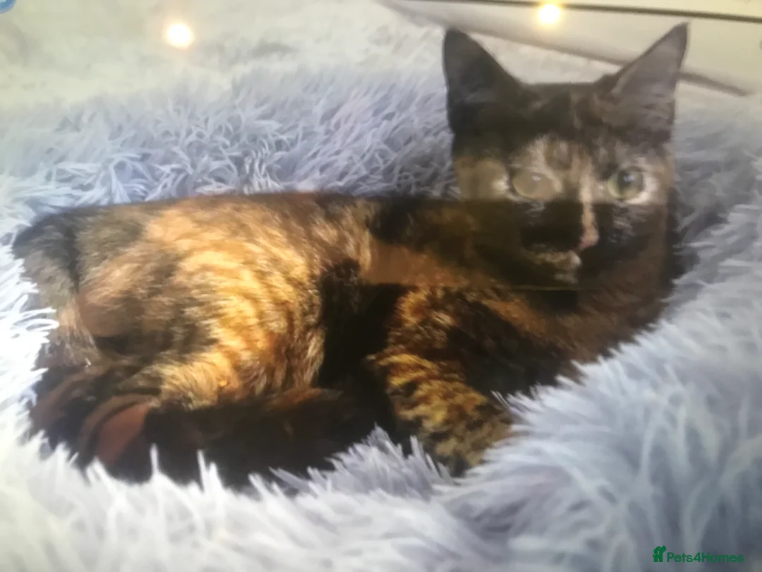 Mixed Breed cats for adoption: ROSA A DELIGHT OF A CAT - SPAYED  VACCINATED   - Advert 2