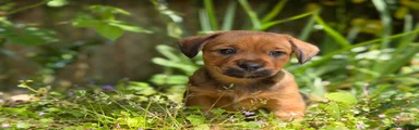 Mixed Breed Puppy 2