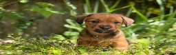 Mixed Breed dogs for sale: Exceptional Norfolk terrier x jrt pups ready now  - Advert 24