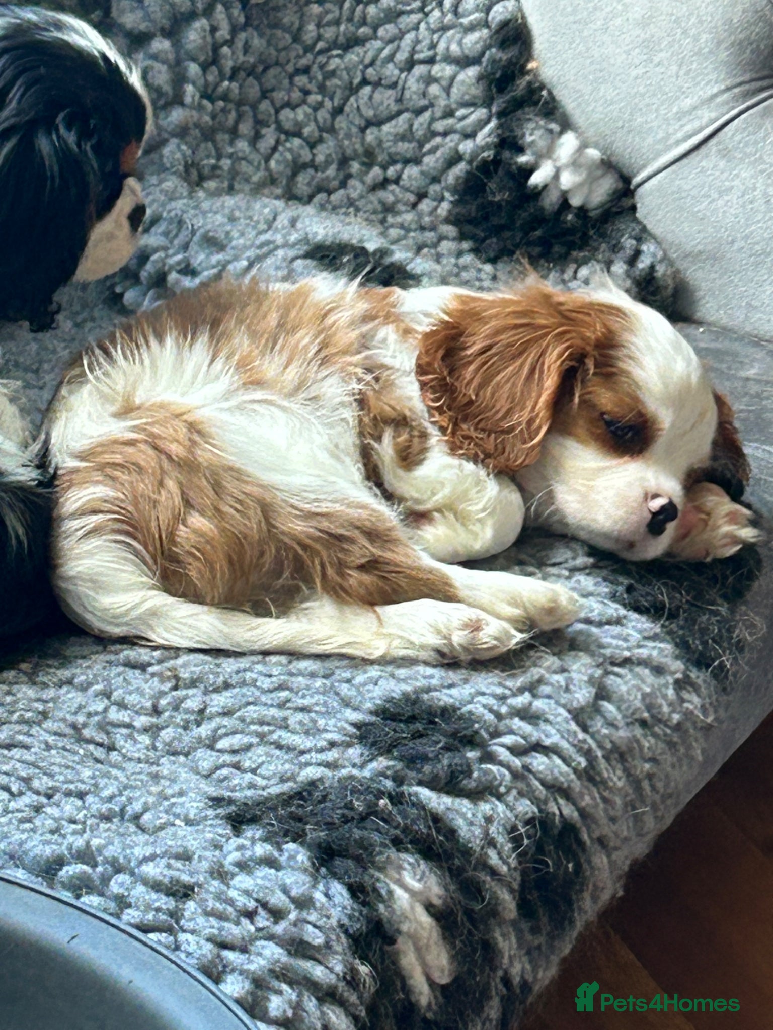 Cavalier King Charles Spaniel dogs Health tested Blenheim boy - Advert 9