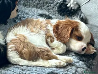 Cavalier King Charles Spaniel dogs Health tested Blenheim boy - Advert 5