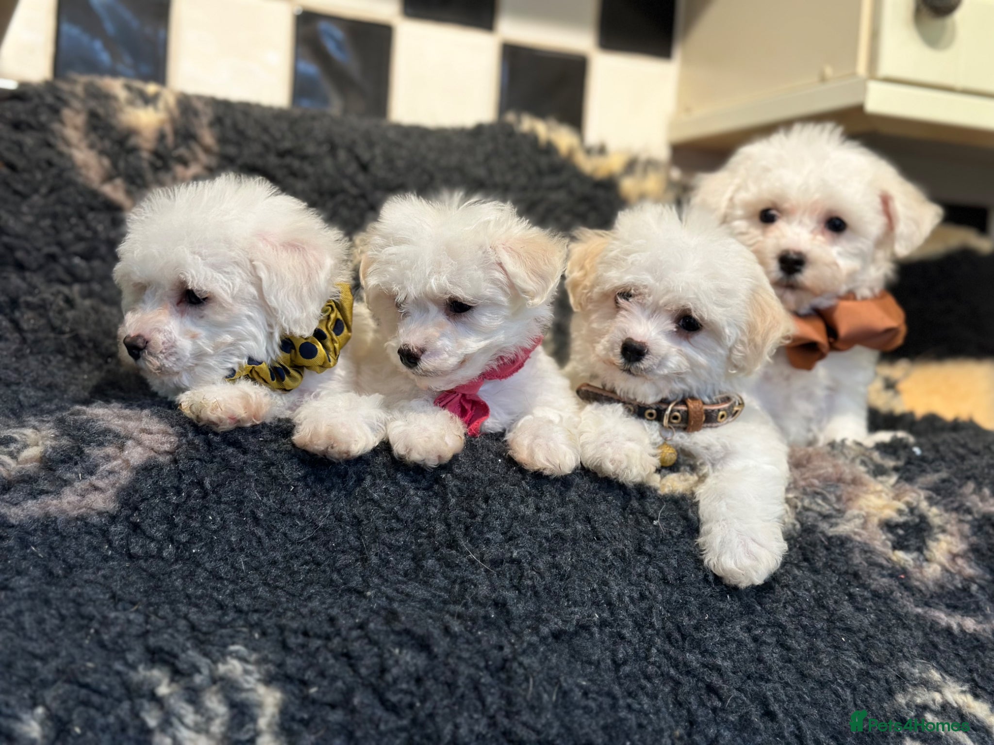 Bichon Frise dogs Stunning kc registered bichon frise pups  - Advert 2