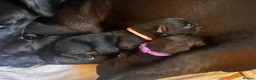 Mixed Breed dogs for sale: 3 female Patterpoos - Advert 4