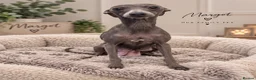 Italian Greyhound dogs for sale: 🐾 KC Registered Italian Greyhound Puppies 🐾 - Advert 26