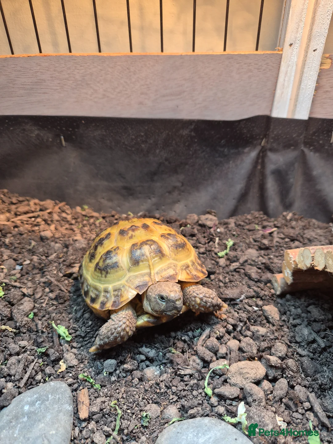 Tortoise reptiles for sale: Horsefield Tortoises  - Advert 1