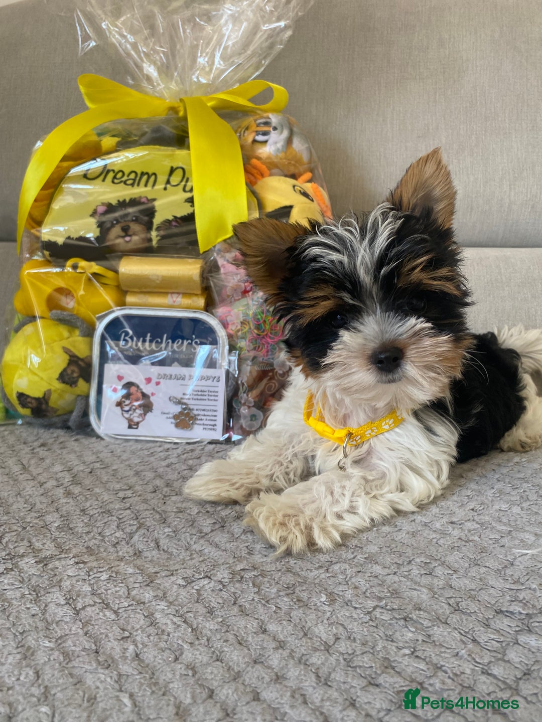 Yorkshire Terrier dogs for sale: Beautiful very small xxxs Biewer Yorkshire Terrier - Image 21
