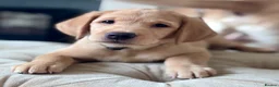 Labrador Retriever dogs for sale: Chunky yellow Labrador pups  - Advert 9