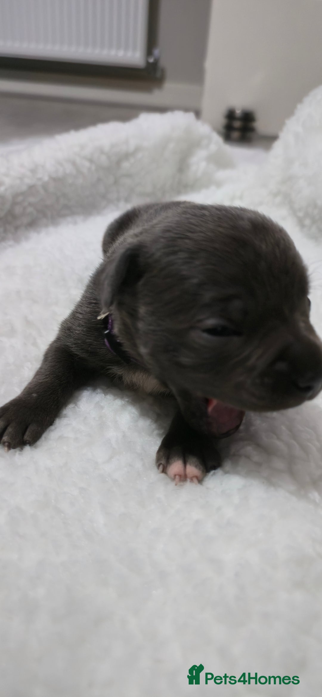 Staffordshire Bull Terrier dogs for sale:  Blue Staffy puppies for sale KC REGISTERED  - Image 16
