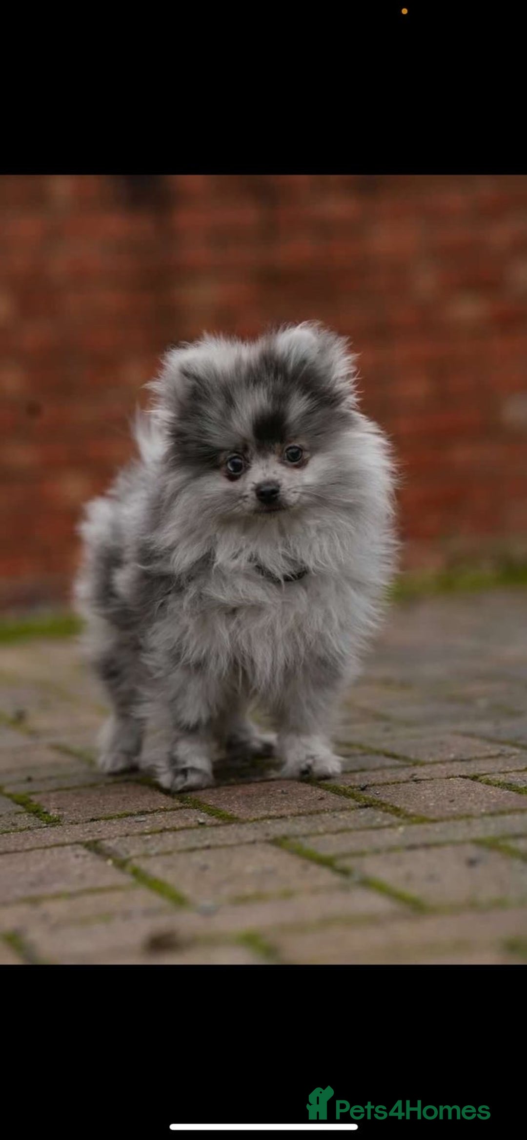 Mixed Breed dogs for sale: Chowpom puppies - Advert 23