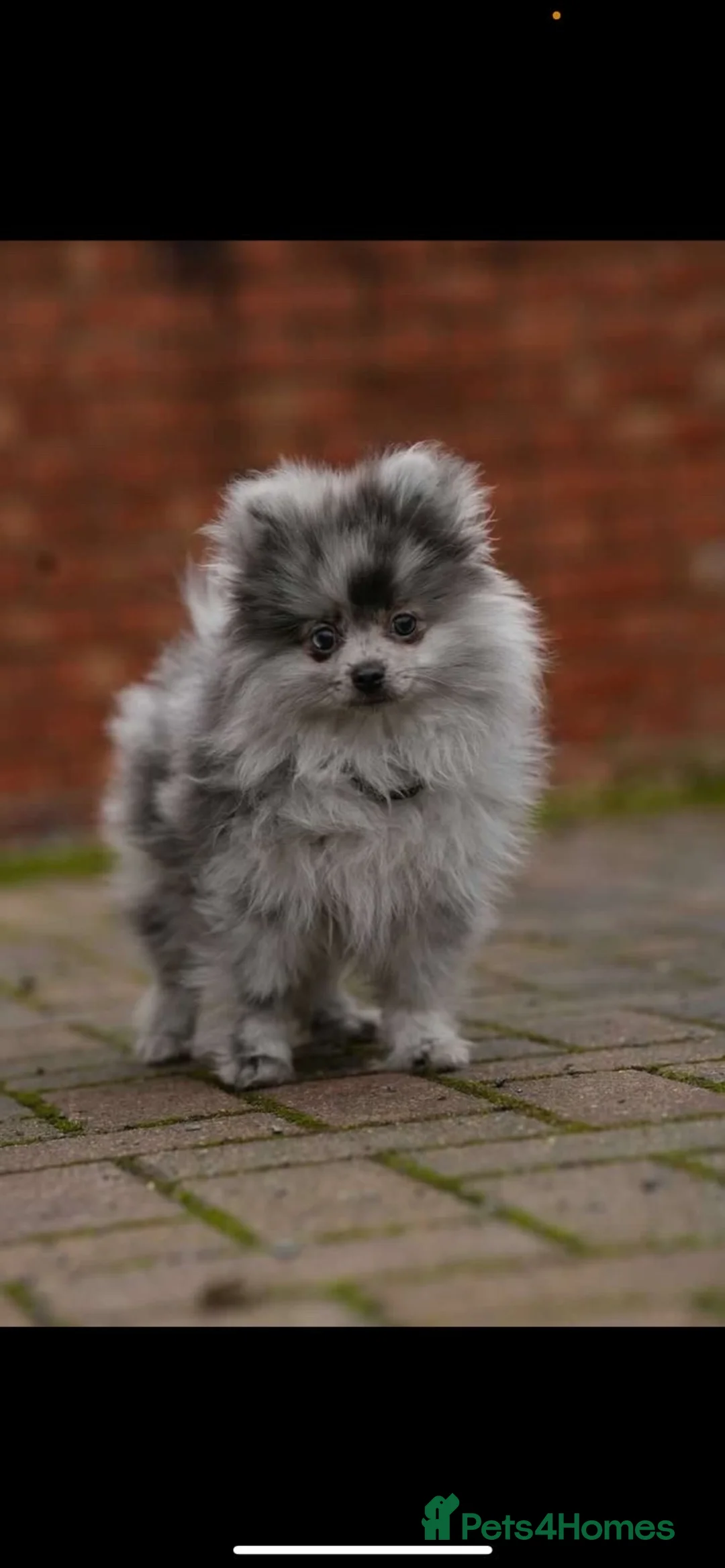 Mixed Breed dogs for sale: Chowpom puppies - Advert 9