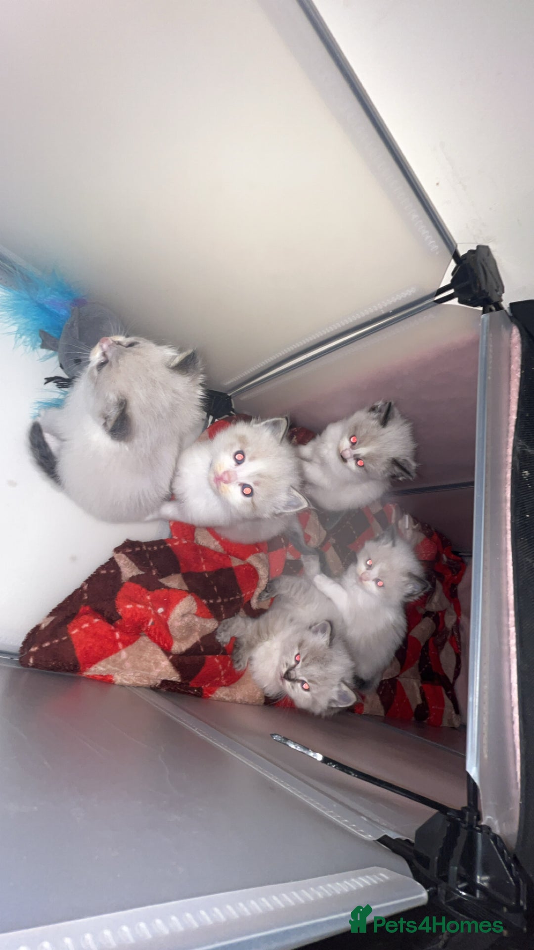 Ragdoll cats for sale: Beautiful Ragdoll kittens - Advert 3