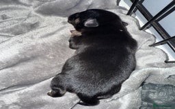 Mixed Breed dogs for sale: Beautiful Jack X Chihuha litter  - Image 13