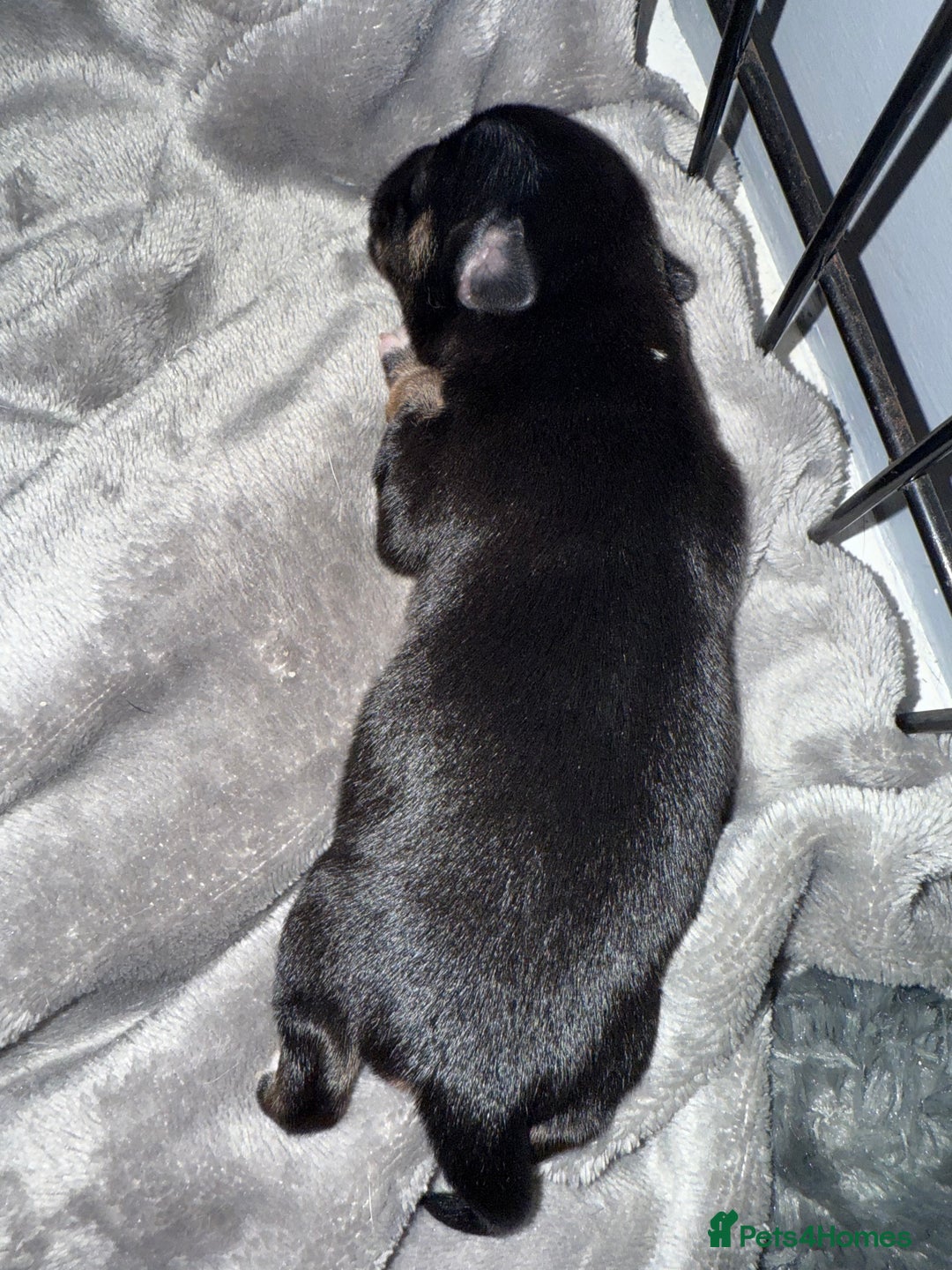 Mixed Breed dogs for sale: Beautiful Jack X Chihuha litter  - Image 13