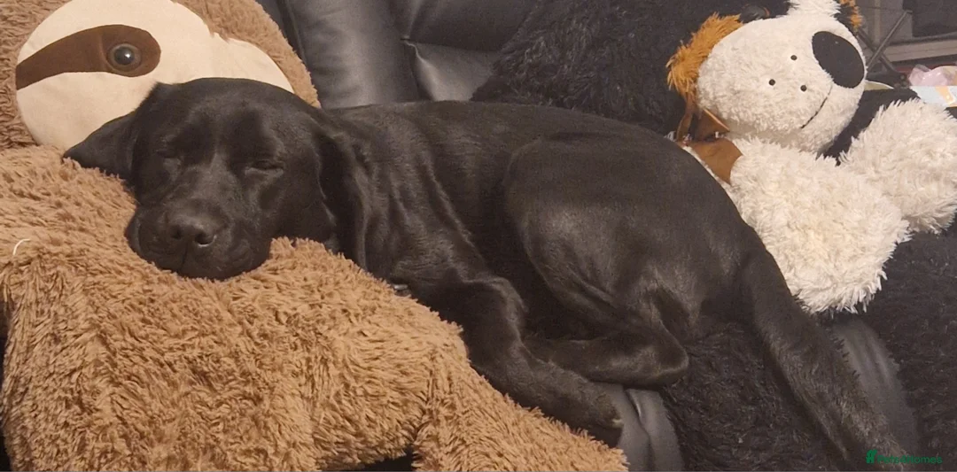 Labrador Retriever dogs for sale: Brown Labrador in Woodhall Spa - Advert 1