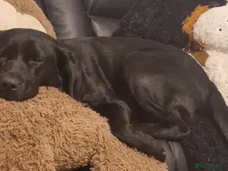 Labrador Retriever dogs Brown Labrador in Woodhall Spa - Advert 1