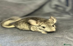 Chinchilla rodents for sale: Beautiful & Friendly Baby Chinchillas  - Image 4