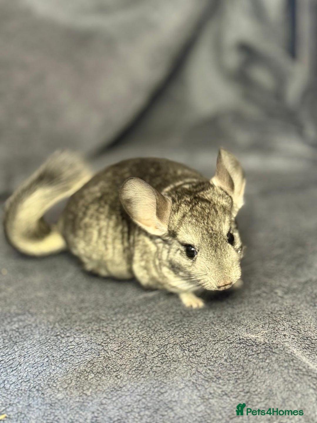 Chinchilla rodents for sale: Beautiful & Friendly Baby Chinchillas  - Image 4