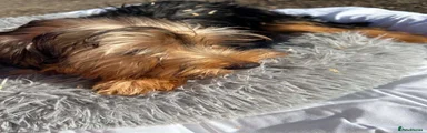 Yorkshire Terrier 3