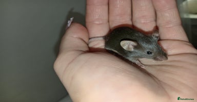 Mouse rodents Male fancy mice ready now - Advert 14