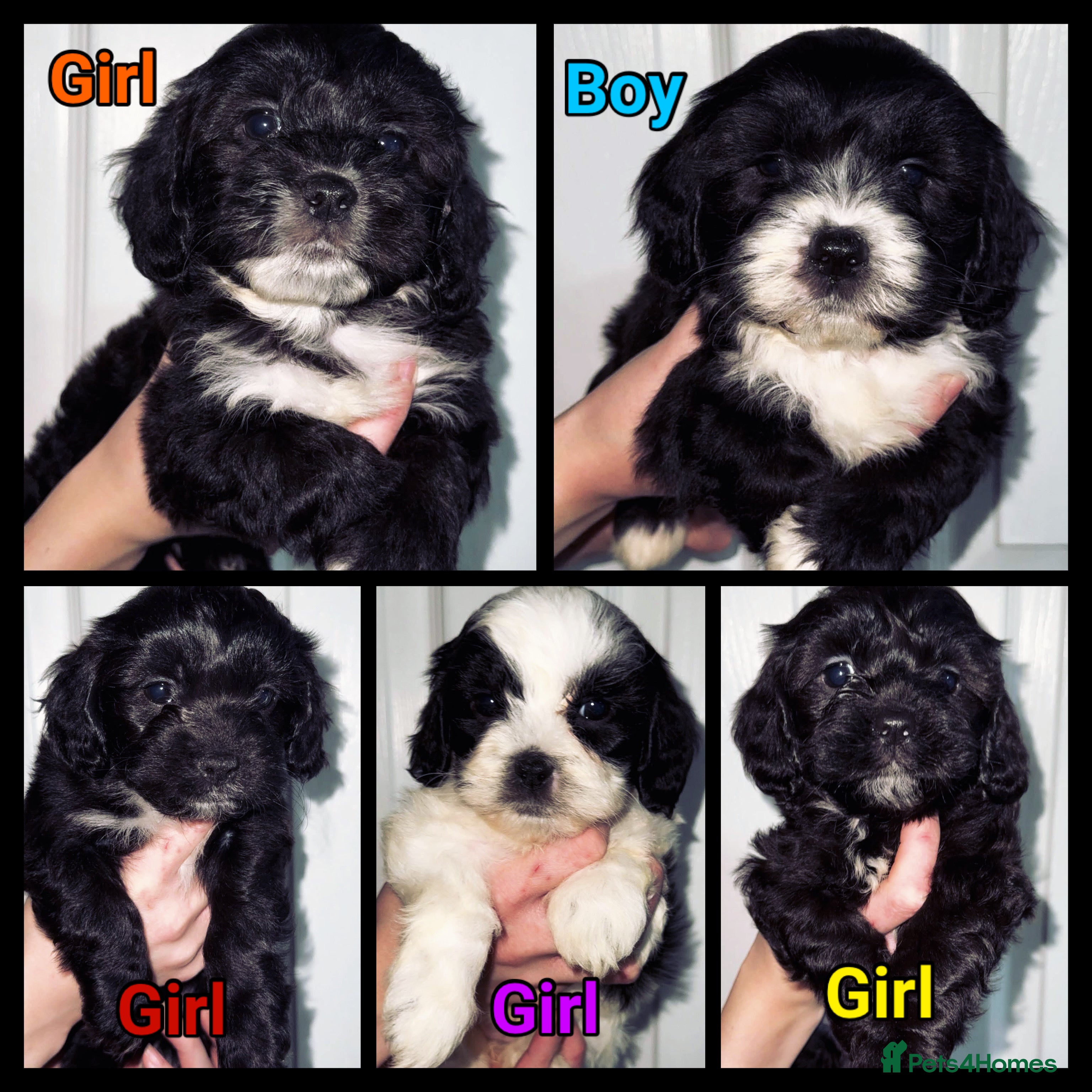 Mixed Breed dogs Stunning Sproodle x Shih Tzu pups ready 26/1 - Advert 5