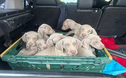 Weimaraner dogs for sale: Kc reg Weimaraner - Image 1