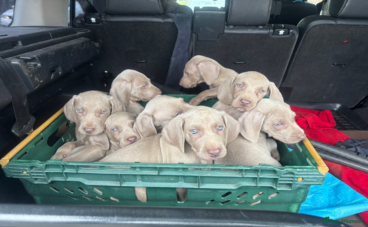 Weimaraner dogs - Advert 2