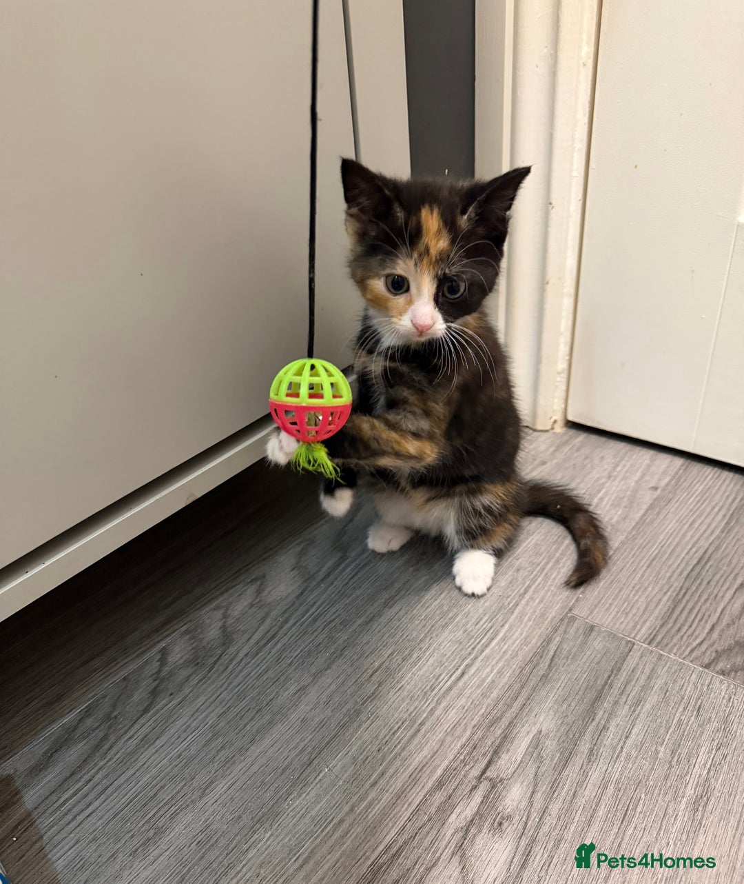 Mixed Breed cats for sale: 5 kittens for sale - Advert 21