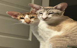 Peterbald cats for sale: Theo and Lewis (ginger )  - Image 10