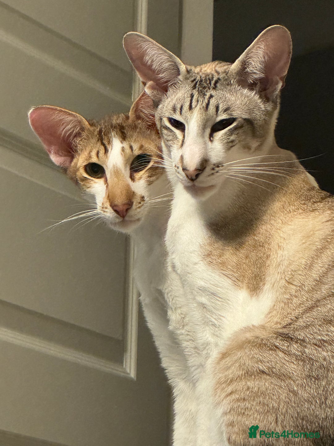 Peterbald cats for sale: Theo and Lewis (ginger )  - Image 10