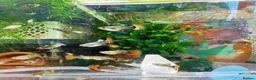 Platies fish for sale: Beautiful small Platy, Guppy Molly &Pleco-HobbyTK - Advert 2