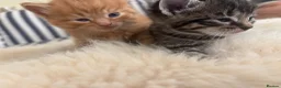 Mixed Breed cats for sale: Beautiful tabby kittens - Advert 3