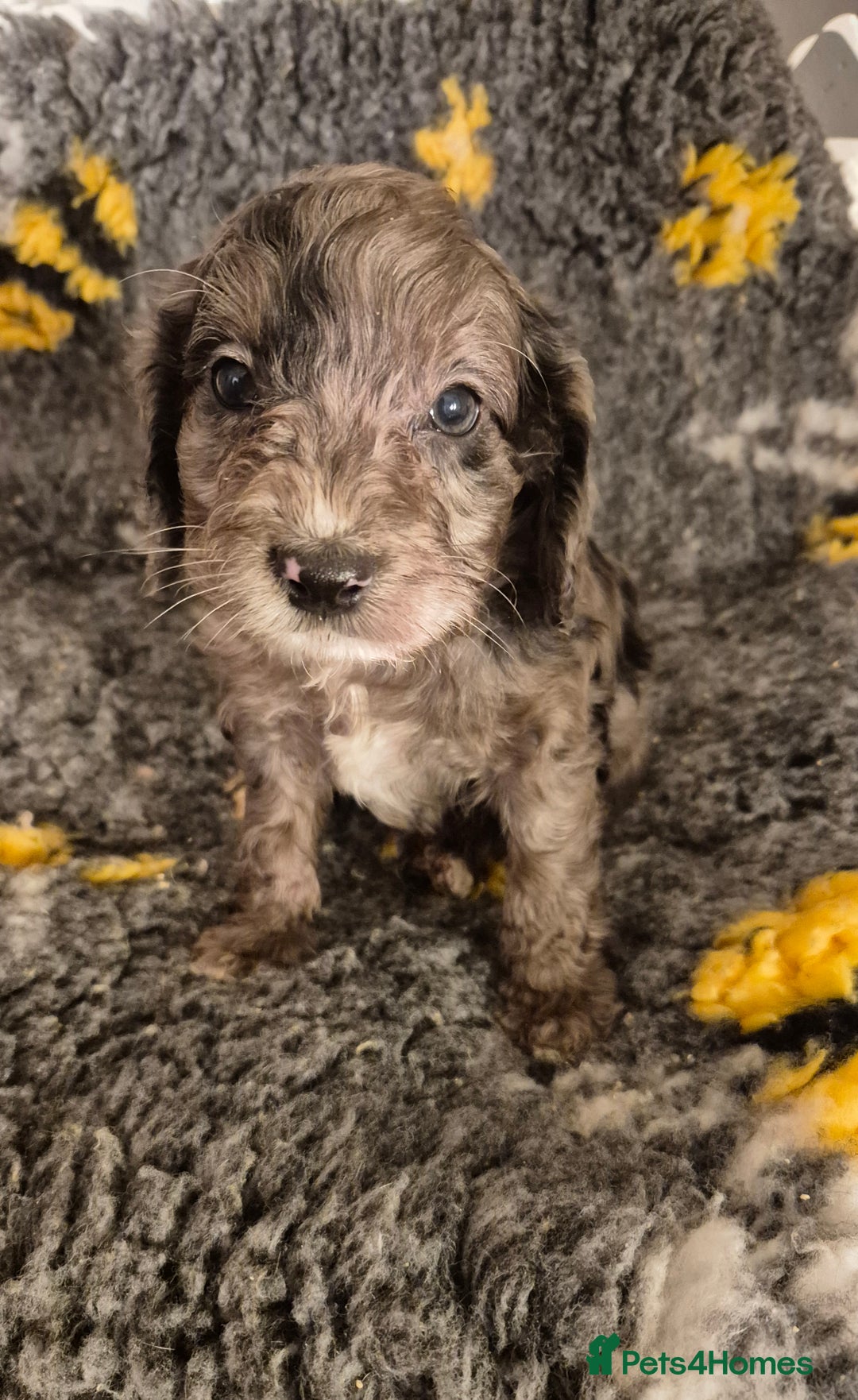 Cockapoo dogs for sale: F1 cockapoo's - ready next week  - Advert 2