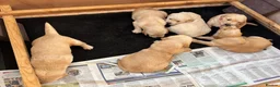 Golden Retriever dogs for sale: 6 beautiful chunky puppies  - Advert 3