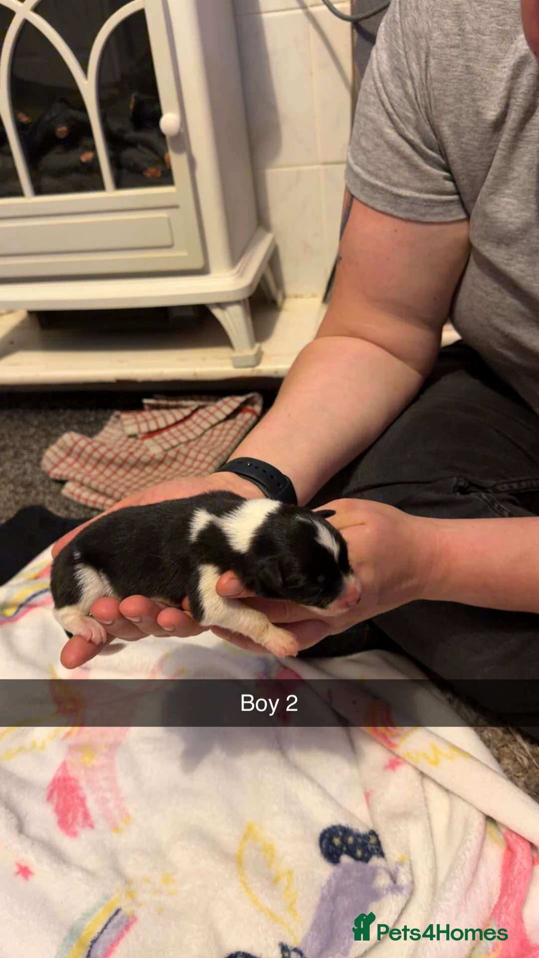 Border Collie dogs for sale: 10 amazing puppies - Advert 14