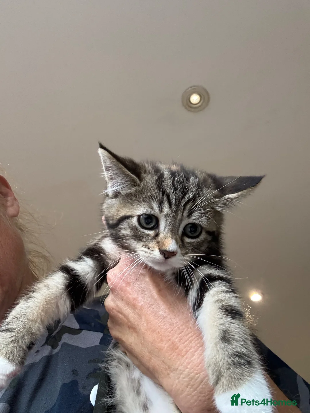 Mixed Breed cats for sale: Stunning maine coon cross kittens ready now - Advert 17
