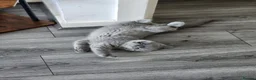 British Shorthair cats for sale: ✨️Stunning British Shorthair Blue Kitten ✨️ - Advert 5