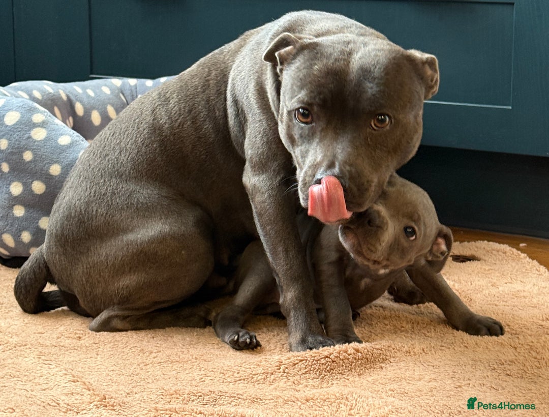 Staffordshire Bull Terrier dogs for sale: 🐾 Beautiful KC Fully Vaccinated Girl Available 🐾 in Peterborough - Image 26