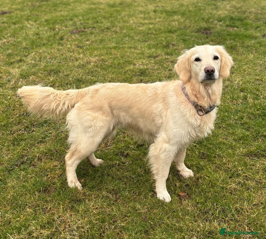 Golden Retriever dogs for sale: Beautiful pedigree Golden Retriever puppies in Usk - Advert 28
